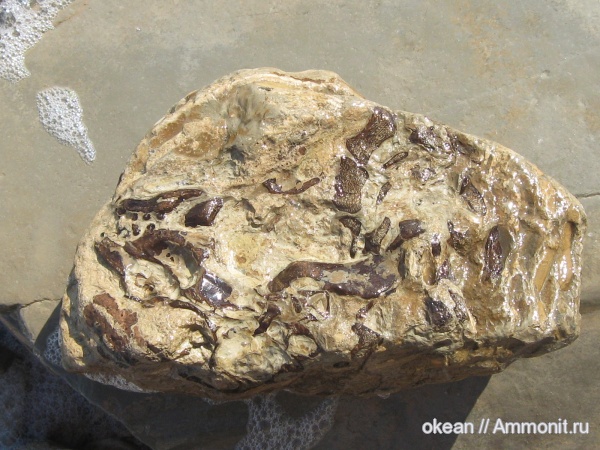 млекопитающие, морские млекопитающие