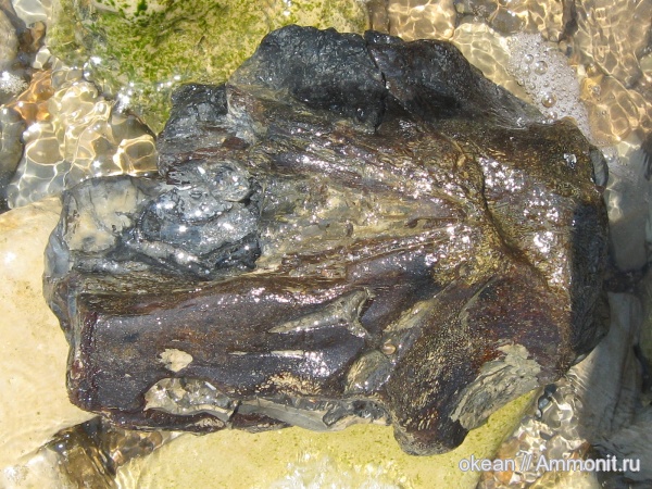 млекопитающие, киты, Cetotherium, Cetoterium