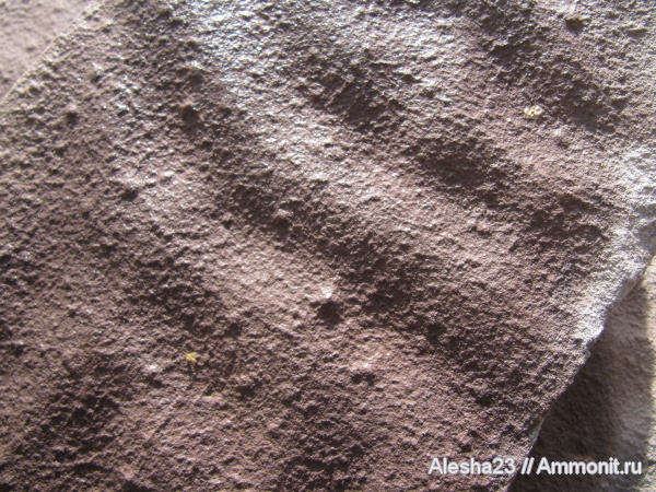 докембрий, цианобактериальный мат