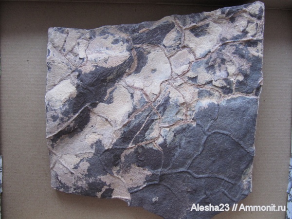 докембрий, цианобактериальный мат