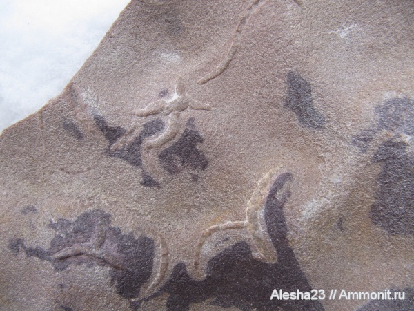 докембрий, цианобактериальный мат