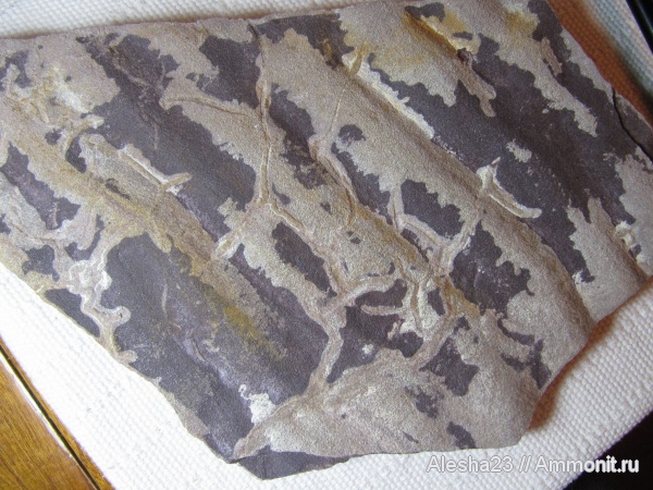 докембрий, цианобактериальный мат