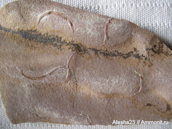 докембрий, цианобактериальный мат