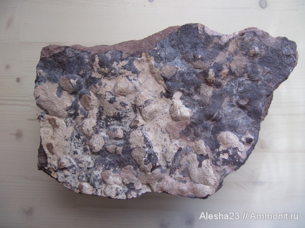 докембрий, цианобактериальный мат