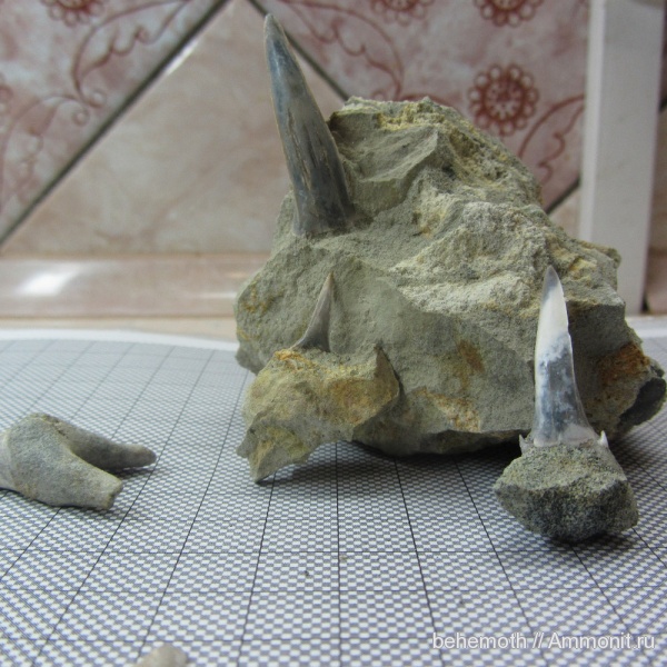 палеоген, Striatolamia