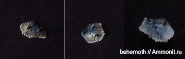 палеоген, костные рыбы, жаберная крышка