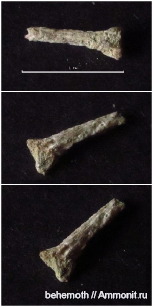 палеоген, плавниковый луч, костные рыбы