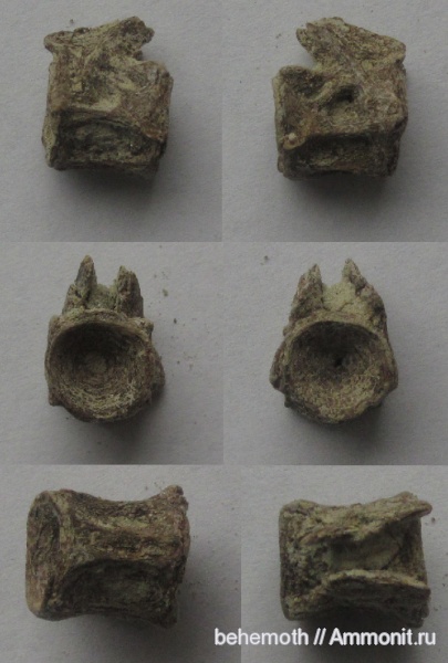 позвонки, костные рыбы, Gadidae