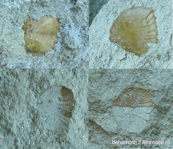 рыбы, чешуя, Osteichthyes, Actinopterygii, fish