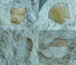 чешуйки костных рыб