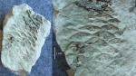 отпечаток шишки с углефицироваными фрагментами древесины