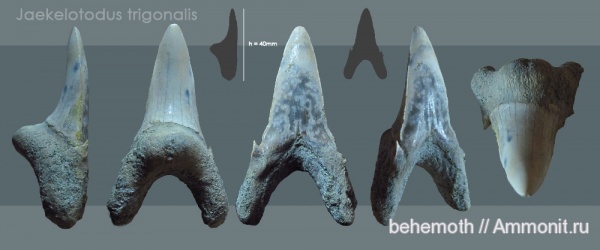 зубы, эоцен, Lamniformes, Odontaspididae, Jaekelotodus trigonalis, Jaekelotodontidae, teeth