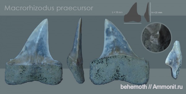 зубы, эоцен, бартон, Lamniformes, Isuridae, Macrorhizodus, lamnidae, teeth