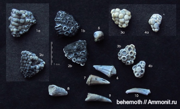 зубы рыб, Labrodon, Osteichthyes, fish teeth