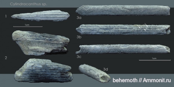 эоцен, ростры, Cylindracanthus