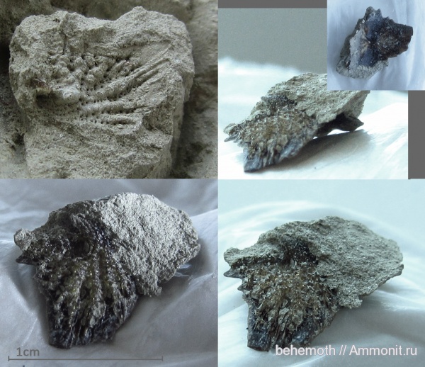 Acipenseridae, Осетровые