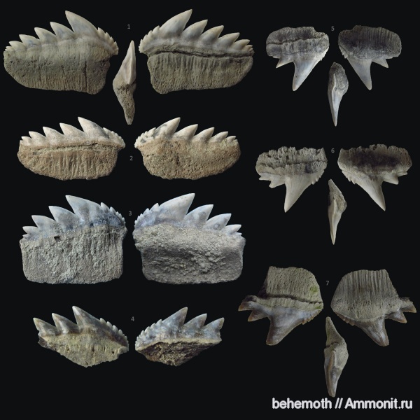 Hexanchiformes, Hexanchidae, Notorynchus