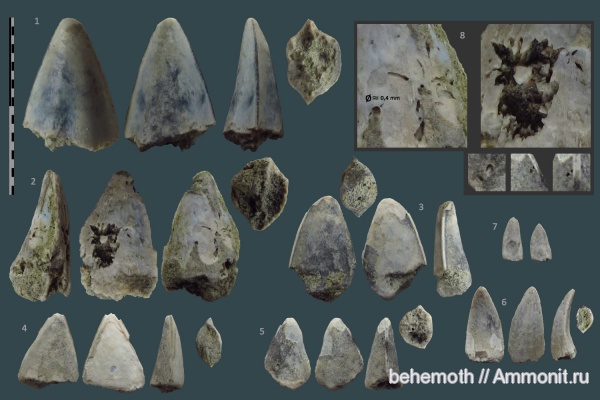 ихнофоссилии, Cybium, SCOMBRIDAE