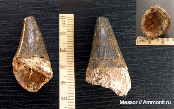 мел, зубы, плиозавры, морские рептилии, сеноман, Варавино, Pliosauroidea, Cenomanian, Cretaceous, teeth