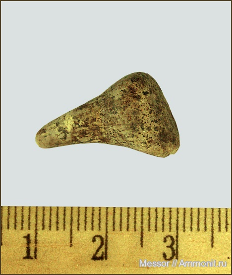 мел, сеноман, Варавино, Enchodus, Enchodontidae, Cenomanian, Cretaceous