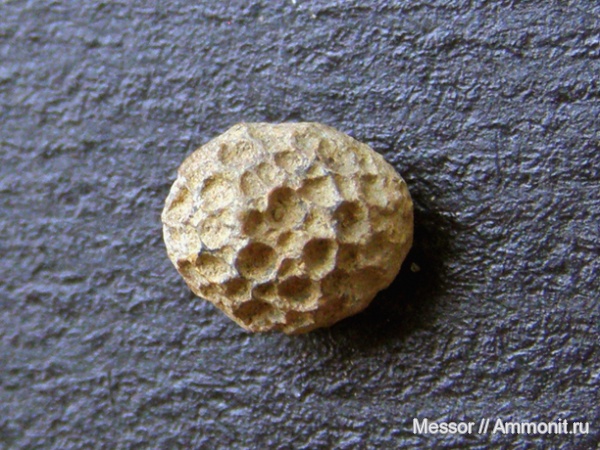 Белая Калитва