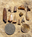 Полчаса деятельности сына: Archaeolamna, Eostriatolamia, Ptychodus, Squalicorax, зубы костных рыб и проч.