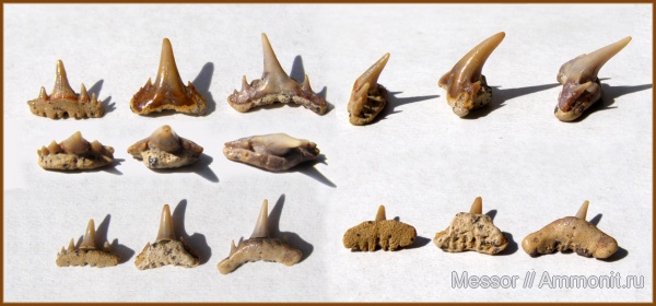 мел, акулы, сеноман, Paraorthacodus, Synechodus, Шацк, Synechodus dubrisiensis, Cenomanian, Cretaceous, sharks