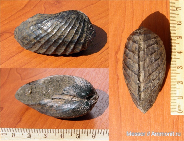 юра, Елкино, двустворки, Pholadomya, pholadomya oviformis, bivalvia, Jurassic