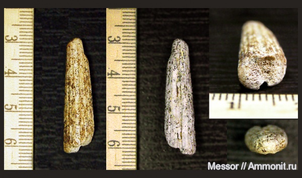 мел, ростры, сеноман, Шацк, Cenomanian, Cretaceous