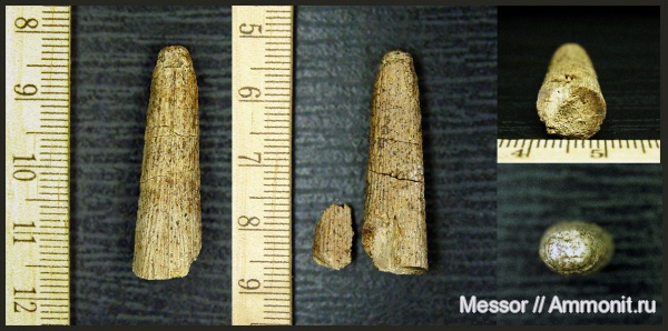 мел, ростры, сеноман, Шацк, Cenomanian, Cretaceous