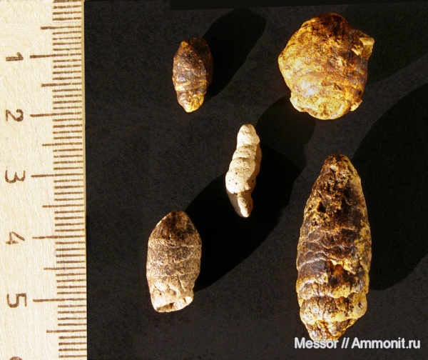 мел, акулы, копролиты, сеноман, Шацк, Малый Пролом, Cenomanian, Cretaceous, sharks