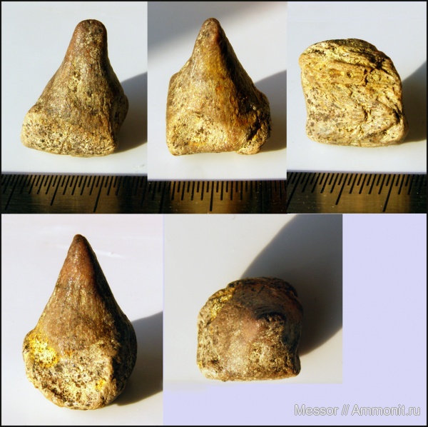 мел, рыбы, зубы, сеноман, Варавино, Cenomanian, Cretaceous, fish, teeth