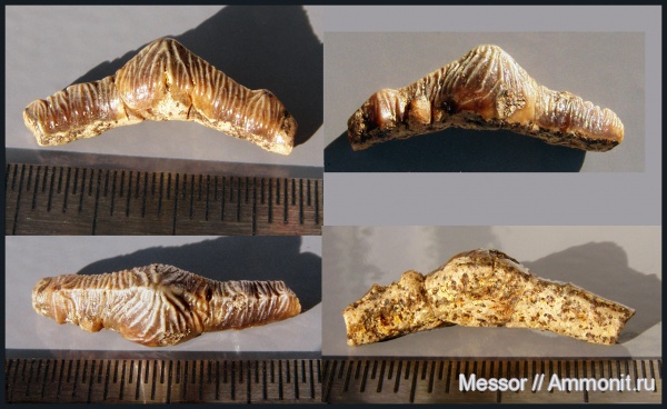 зубы, акулы, сеноман, Polyacrodus, Варавино, Cenomanian, teeth, sharks