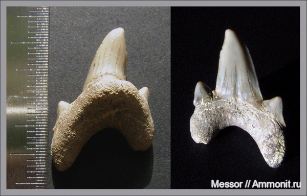 мел, зубы, акулы, сеноман, Варавино, Pseudoisurus, Dwardius, Cenomanian, Cretaceous, teeth, sharks