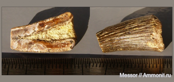 мел, зубы, морские рептилии, сеноман, Варавино, Cenomanian, Cretaceous, teeth