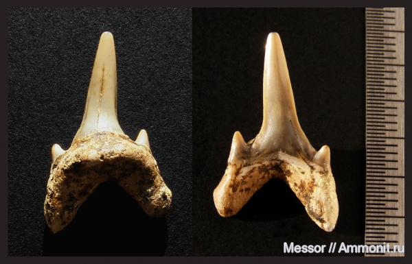 мел, зубы, акулы, сеноман, Archaeolamna, Варавино, Cenomanian, Cretaceous, teeth, sharks