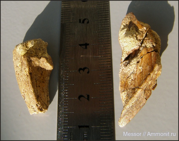 мел, химеры, сеноман, Варавино, Chimaeriformes, Cenomanian, Cretaceous