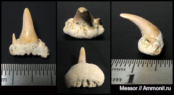 мел, зубы, акулы, сеноман, Paraorthacodus, Варавино, Paraorthacodus recurvus, Cenomanian, Cretaceous, teeth, sharks