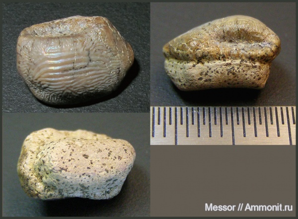 мел, зубы, акулы, сеноман, Ptychodus, Варавино, Ptychodus decurrens, Cenomanian, Cretaceous, teeth, sharks