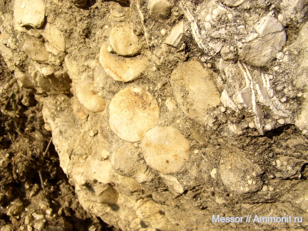 палеоген, фораминиферы, Крым, Nummulites, Foraminifera, Белогорский район, Пролом