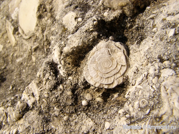 палеоген, фораминиферы, Крым, Nummulites irregularis, Nummulites, Foraminifera, Белогорский район, Пролом