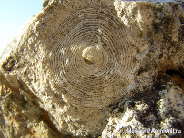 палеоген, фораминиферы, Крым, Nummulites, Foraminifera, Nummulites distans, Белогорский район, Пролом