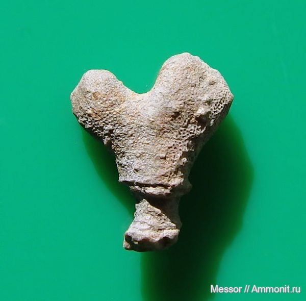 юра, губки, оксфорд, Крым, Новый Свет, известковые губки, Oxfordian, Jurassic