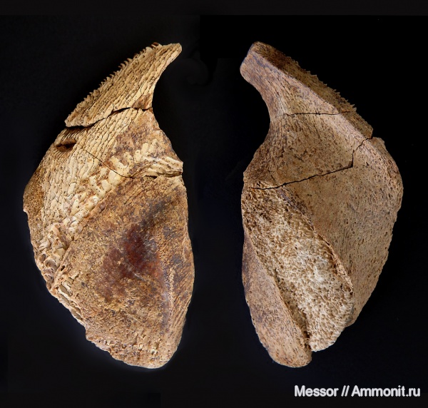 мел, рыбы, химеры, Рязанская область, сеноман, Elasmodus, Chimaeriformes, Малый Пролом, Cenomanian, Cretaceous, fish