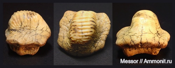 мел, акулы, сеноман, Ptychodus, Шацк, Малый Пролом, Cenomanian, Cretaceous, sharks