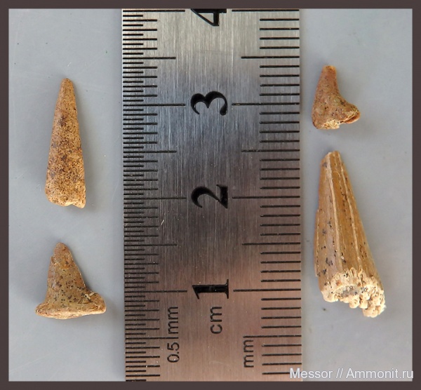 мел, рыбы, зубы, сеноман, Osteichthyes, Малый Пролом, Cenomanian, Cretaceous, fish, teeth