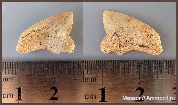 мел, зубы, акулы, Squalicorax, сеноман, Малый Пролом, Cenomanian, Cretaceous, teeth, sharks