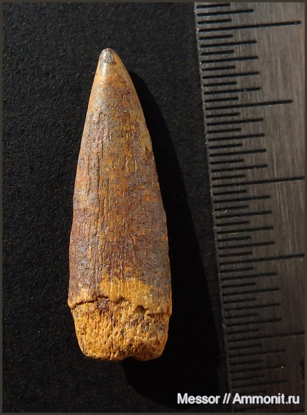 мел, рыбы, зубы, сеноман, Osteichthyes, Шацк, Малый Пролом, Cenomanian, Cretaceous, fish, teeth