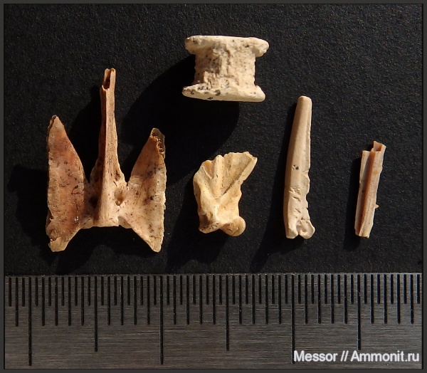 мел, рыбы, сеноман, Osteichthyes, Шацк, Малый Пролом, Cenomanian, Cretaceous, fish