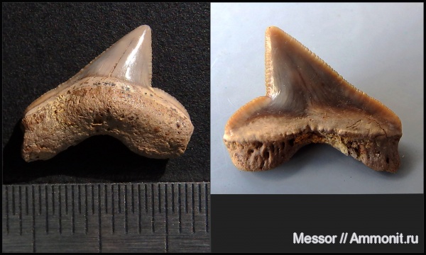 мел, зубы, акулы, Squalicorax, сеноман, Варавино, Cenomanian, Cretaceous, teeth, sharks